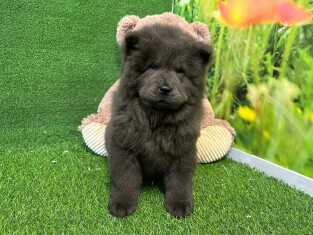 Chow Chow female Puppy for sale 004108698
